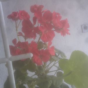 Пеларгония