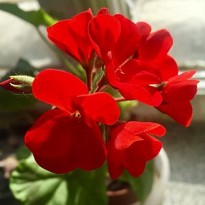 Пеларгония