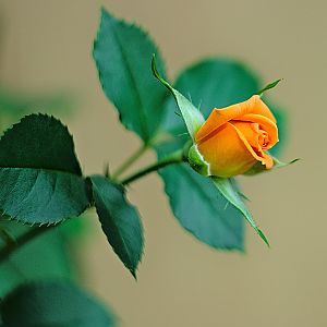 Кустовая роза распускается