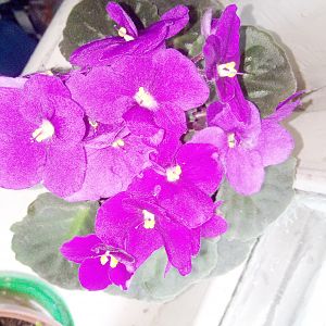 Сенполия