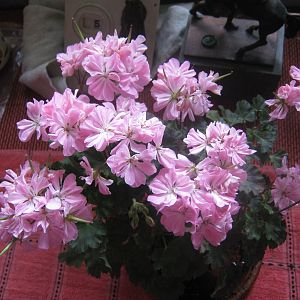 Полный расцвет