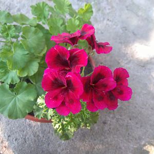 Пеларгония