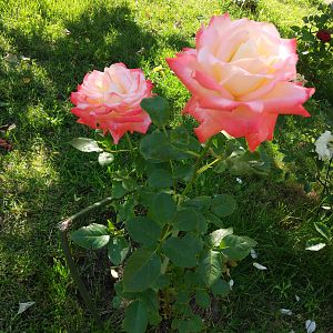 Роза бело-розовая
