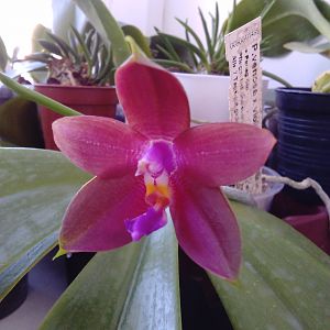 Phalaenopsis venosa x violacea "red wu"