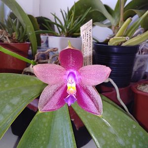 Phalaenopsis venosa x violacea "red wu"