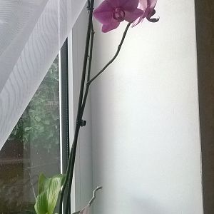 Орхидея "Тайваньских микс"