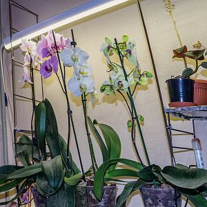 Зимнее цветение орхидей
