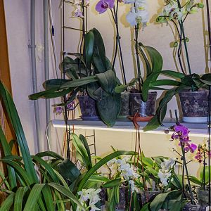 Зимнее цветение орхидей