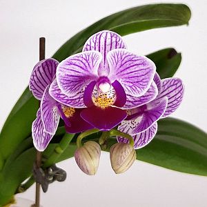 Мини Фаленопсис