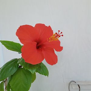 Гибискус (Китайская роза)