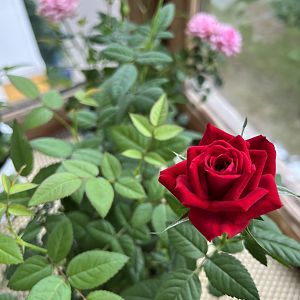 Красная роза Кордана