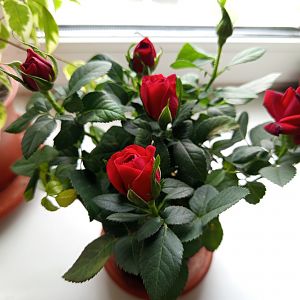 Роза Кордана