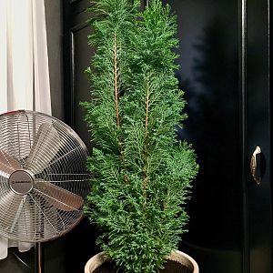 Кипарисовик Лавсона Элвуди