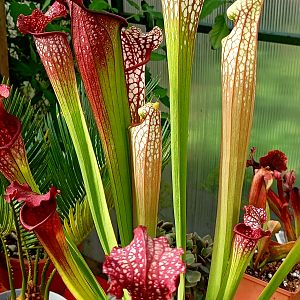 Саррацения Лейкофилла 'Red'