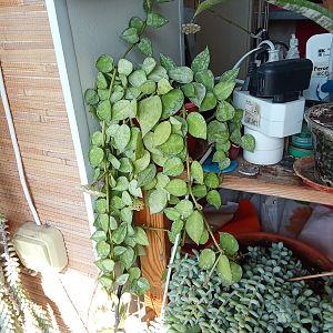 Хойя Лакуноза Эскимо