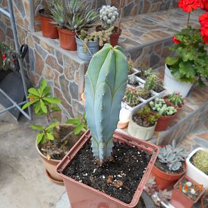 Myrtillocactus geometrizans