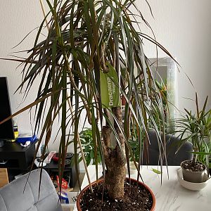 Драцена Маргината