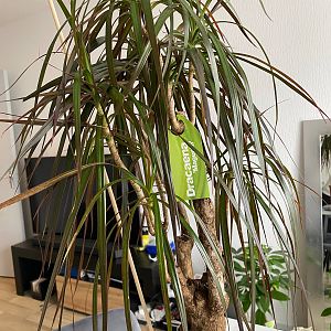 Драцена Маргината