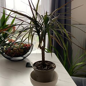 Драцена Маргината