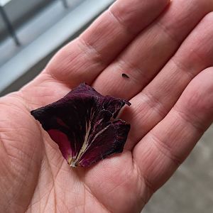 Какой-то лепесток