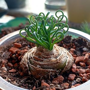 Альбука спиральная