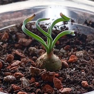 Альбука конкордиана