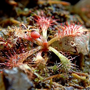 Росянка Алисии