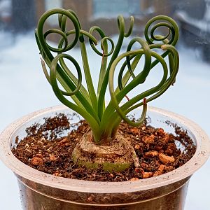 Альбука спиральная