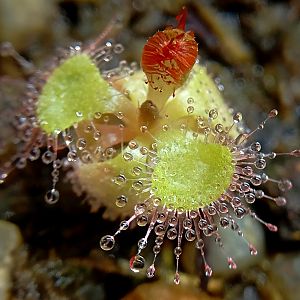 Росянка сидячелистная