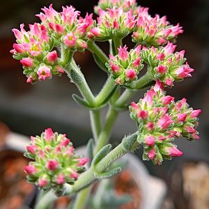 Крассула мезембриантемовидная, цветение