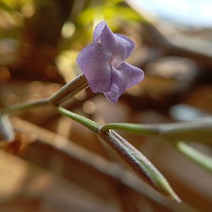 Тилландсия синяя (Церулея), цветение