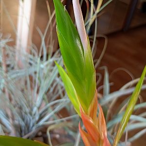 Тилландсия сухописная (Ксерографика), цветение