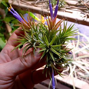 Тилландсия ионанта 'Mexico', цветение