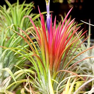 Тилландсия ионанта 'Fuego', цветение