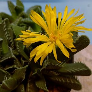 Фаукария тигровая, цветение