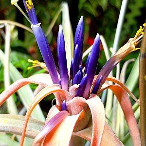 Тилландсия головчатая (Капитата), цветение