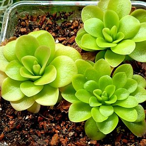 Жирянка 'Tina'