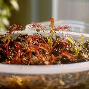 Росянка капская 'Rubra' и 'Alba'