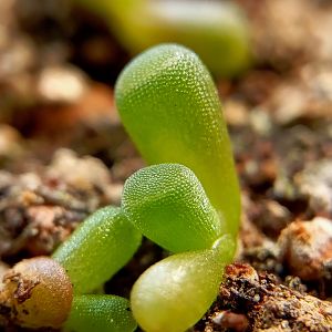 Фрития прекрасная