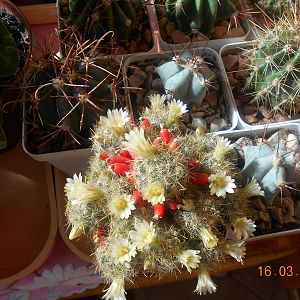 Маммиллярия Пролифера (Mammillaria prolifera)