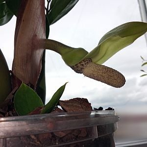 Замиокулькас, цветение