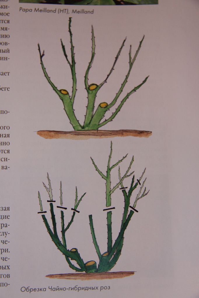 Схема обрезки чайно гибридных роз