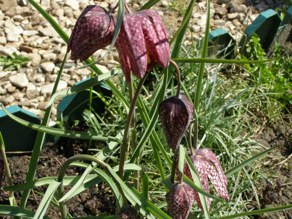 Рябчики цветы купить луковицы фото