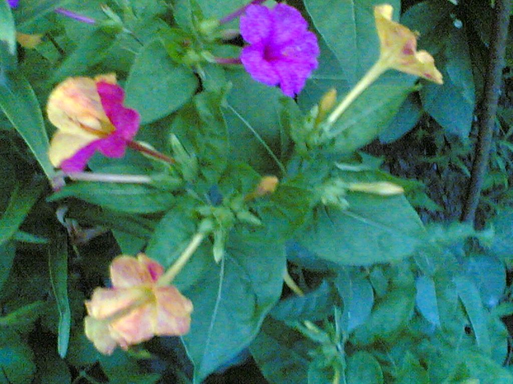 Цветы мирабилис посадка и уход фото когда сеять