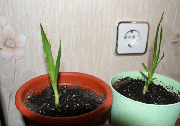 Драцена из семян в домашних условиях фото пошагово