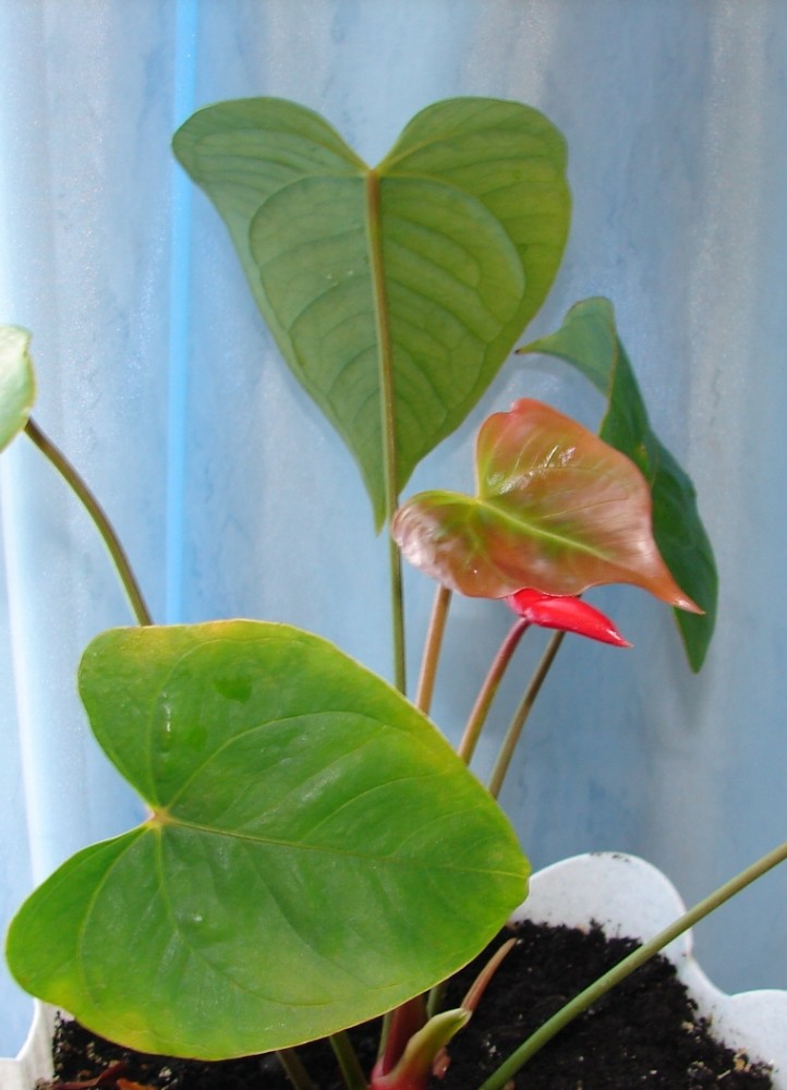 Цветок мужское счастье сохнут цветы. Антуриум Anthedesia Pink. Антуриум нимфеелистный. Антуриум berriozabalense. Антуриум Эрроу.
