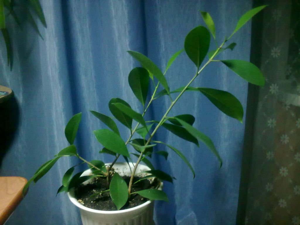 Фикус микрокарпа Ретуза (Ficus microcarpa Retusa) | Страница 16