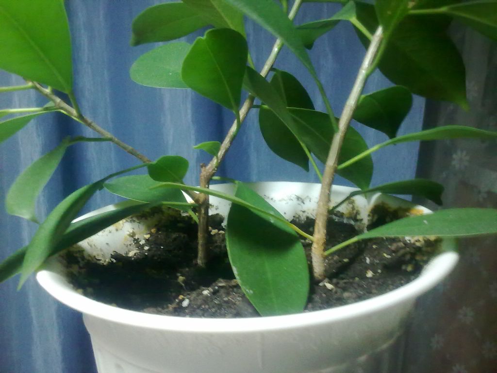 Фикус микрокарпа Ретуза (Ficus microcarpa Retusa) | Страница 16