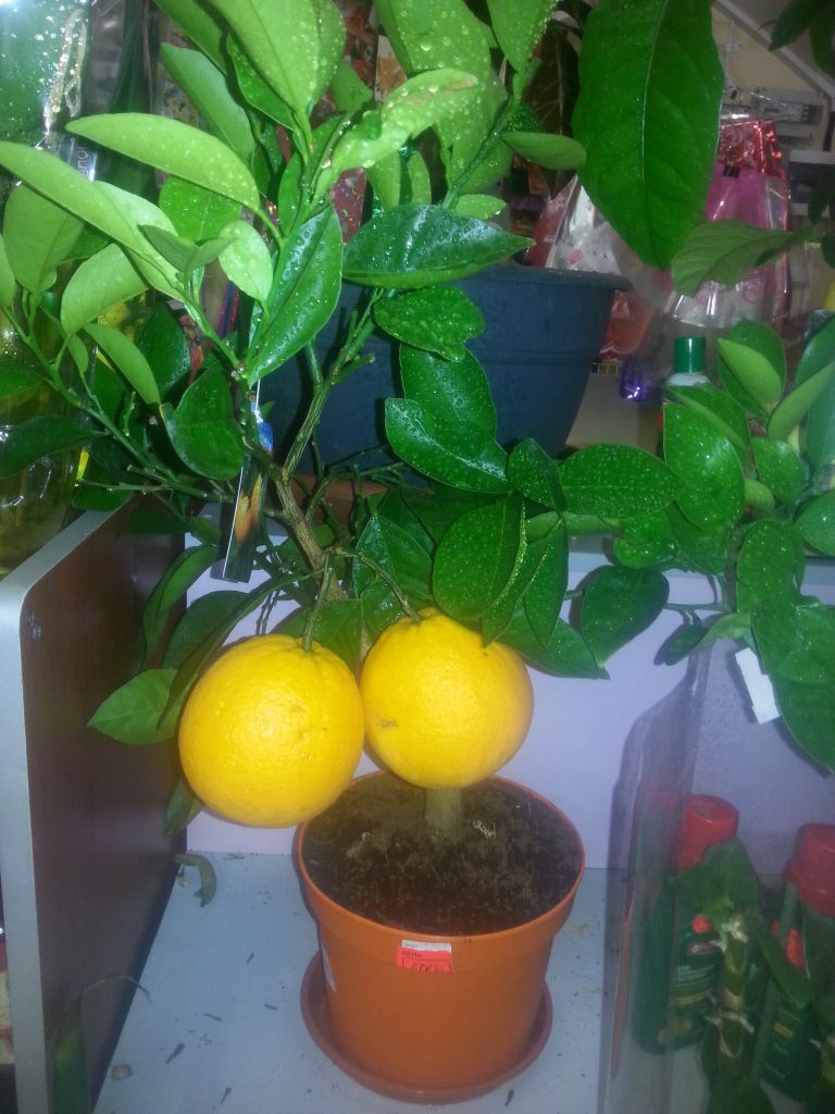 Дерево апельсина в домашних условиях фото