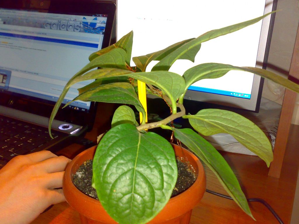 Хурма растение в домашних условиях фото из косточки